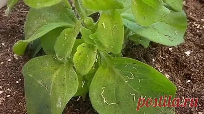 Посадка петунии в кашпо🌺 Секреты ШИКАРНОГО ЦВЕТЕНИЯ!👍