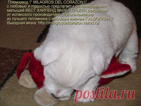 Племзавод &quot; MILAGROS DEL CORAZON &quot; c любовью и гордостью предлагает к резервированию малышей ВЕСТ ХАЙЛЕНД ВАЙТ ТЕРЬЕРА - 1 мальчика и 3 девочек ,рожденных от испанского производителя ,Мультичемпиона из лучшего питомника с мировым именем &quot; ALBORADA&quot;