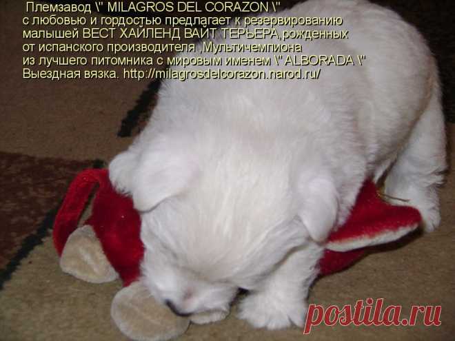 Племзавод " MILAGROS DEL CORAZON " c любовью и гордостью предлагает к резервированию малышей ВЕСТ ХАЙЛЕНД ВАЙТ ТЕРЬЕРА - 1 мальчика и 3 девочек ,рожденных от испанского производителя ,Мультичемпиона из лучшего питомника с мировым именем " ALBORADA"