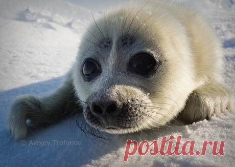 Фотограф потратил 3 года, чтобы сделать эти невероятные кадры