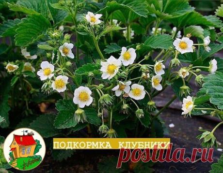 В конце весны начале лета у клубникиобразуются первые бутоны 

Во время цветения она требует особого ухода. От этого зависит качество и количество ягод. Пока клубника цветет ее нужно удобрять, удалять лишние усы, следить за здоровьем, рыхлить землю, регулярно поливать. 

Чтобы получить высокий урожай крупных ягод с высокими вкусовыми характеристиками, важно подкормить клубнику во время цветения. Для этого используют удобрения, предназначенные для цветущей клубники, гото...