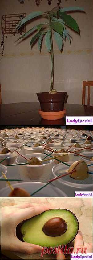 Как вырастить авокадо из косточки? - Женский журнал LadySpecial.ru