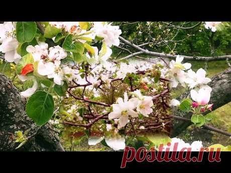 Аффирмации на здоровье Луизы Хей. Я люблю мои плечи, руки, пальцы...