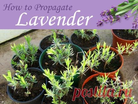 Lovely Greens | EDIBLE GARDENING, HANDMADE BEAUTY, DIY PROJECTS, AND LIFE ON THE ISLE OF MAN: Plants for Free - Propagating Lavender