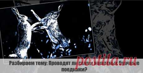 Разбираем тему: Проводят ли самки животных брачные поединки?