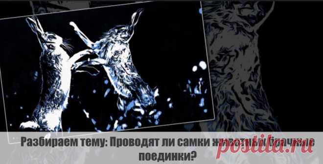 Разбираем тему: Проводят ли самки животных брачные поединки?