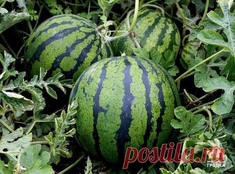 Трудно ли ухаживать за арбузами, выращиваемыми в теплице?

Растить арбузы в теплице не труднее, чем огурцы. Арбуз - растение засухоустойчивое, поливать его следует умеренно. Он любит не полив, а рыхление. Поэтому рыхлить почву под арбузами надо еженедельно, но не глубоко, чтобы не повредить корневую систему.

Наибольшая потребность во влаге у него в начальный период после посадки и в момент начального роста завязей. Как только произойдет оплодотворение, арбузики начнут быс...