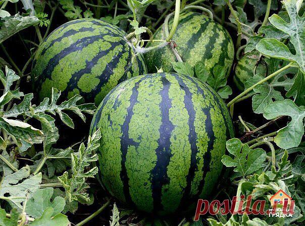 Трудно ли ухаживать за арбузами, выращиваемыми в теплице?

Растить арбузы в теплице не труднее, чем огурцы. Арбуз - растение засухоустойчивое, поливать его следует умеренно. Он любит не полив, а рыхление. Поэтому рыхлить почву под арбузами надо еженедельно, но не глубоко, чтобы не повредить корневую систему.

Наибольшая потребность во влаге у него в начальный период после посадки и в момент начального роста завязей. Как только произойдет оплодотворение, арбузики начнут быс...