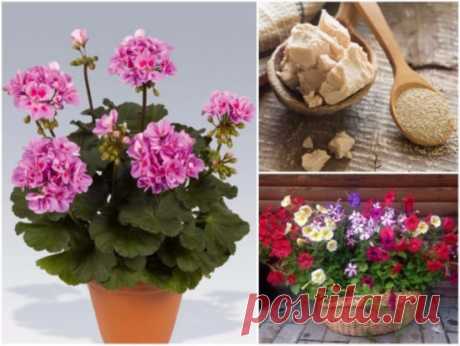 КАК СДЕЛАТЬ РОСТОСТИМУЛИРУЮЩИЙ РАСТВОР ДЛЯ РАСТЕНИЙ
Приготовить самим такой раствор очень просто!
Обыкновенные дрожжи выделяют для растений много полезных веществ, в том числе фитогормонов.
При проливе почвы дрожжевым экстрактом резко возрастает активность микроорганизмов, усиливается выделение углекислоты, происходит быстрая минерализация органики с выделением азота и фосфора.
Внесение 1%-ного дрожжевого настоя в почву эквивалентно внесению стандартной сезонной дозы полного комплексного удобр