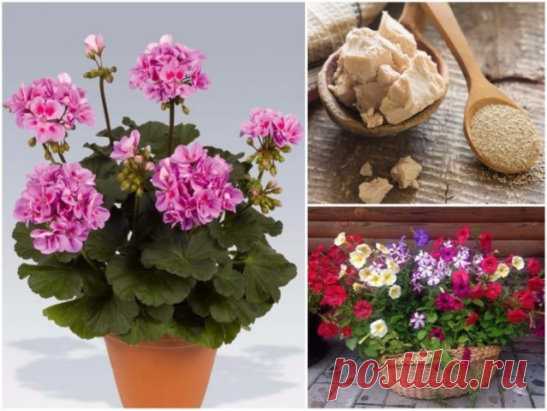 КАК СДЕЛАТЬ РОСТОСТИМУЛИРУЮЩИЙ РАСТВОР ДЛЯ РАСТЕНИЙ
Приготовить самим такой раствор очень просто!
Обыкновенные дрожжи выделяют для растений много полезных веществ, в том числе фитогормонов.
При проливе почвы дрожжевым экстрактом резко возрастает активность микроорганизмов, усиливается выделение углекислоты, происходит быстрая минерализация органики с выделением азота и фосфора.
Внесение 1%-ного дрожжевого настоя в почву эквивалентно внесению стандартной сезонной дозы полного комплексного удобр