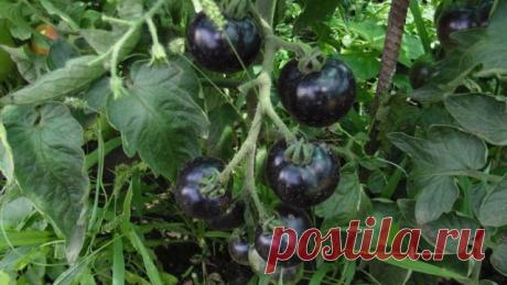 Лучшие сорта черных томатов: красота и польза в одном флаконе