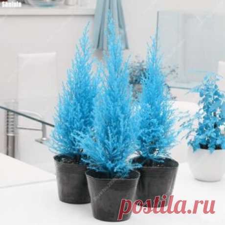 30 шт. Редкие кипарисов семена хвойных Cypress Planta, Evergreen Пейзаж Завод, 100% правда бонсай растение в горшке для дома и сада купить на AliExpress