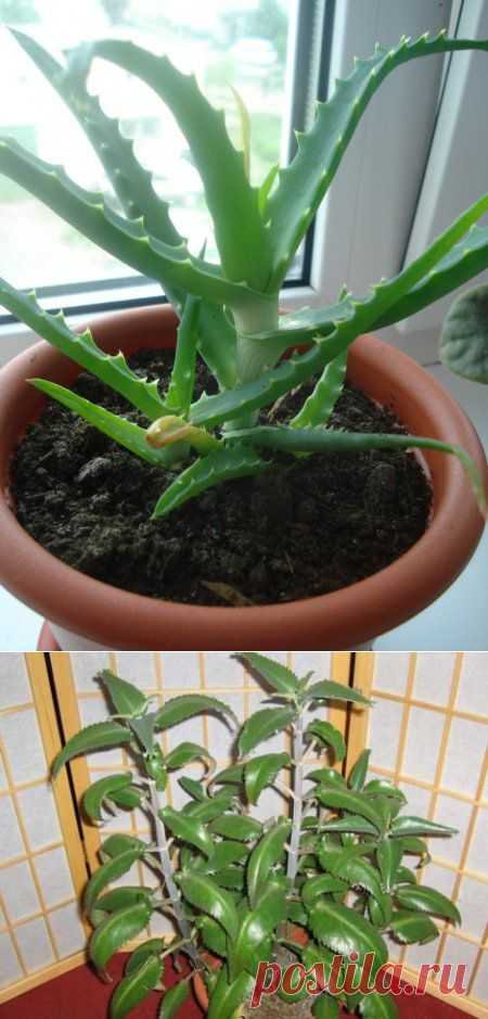 ЦВЕТЫ ДЛЯ СПАЛЬНИ !!!           **Алоэ -снижает яд/вещества, которые выделяет мебель из ДСП, ночью даёт кислород и поглощает угл/газ. *Каланхоэ -выделяет ночью кислород, снимает депрессию.