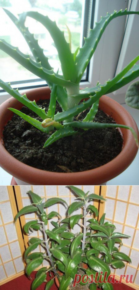 ЦВЕТЫ ДЛЯ СПАЛЬНИ !!!           **Алоэ -снижает яд/вещества, которые выделяет мебель из ДСП, ночью даёт кислород и поглощает угл/газ. *Каланхоэ -выделяет ночью кислород, снимает депрессию.