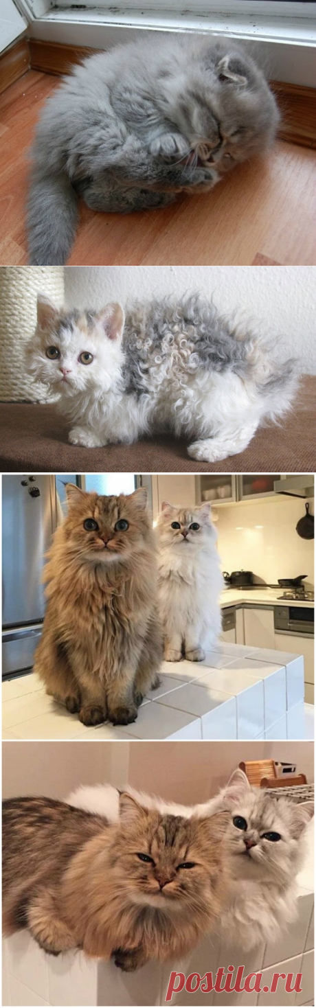 Кототерапия))) Выпуск четвертый