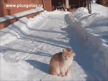Вот это номер! | Смех сквозь хохот