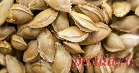 Просто горстка этих семян убивает раковые клетки лучше, чем химиотерапия 


А вы слышали об этом?







 


 
Золотистые и созревшие со вкусом и бархатистой поверхностью, абрикосы связаны с персиками, сливами и нектаринами. Они являются отличным источником витамина А, вит…