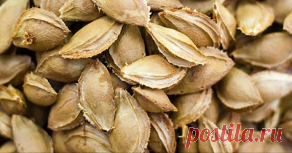 Просто горстка этих семян убивает раковые клетки лучше, чем химиотерапия 


А вы слышали об этом?







 


 
Золотистые и созревшие со вкусом и бархатистой поверхностью, абрикосы связаны с персиками, сливами и нектаринами. Они являются отличным источником витамина А, вит…