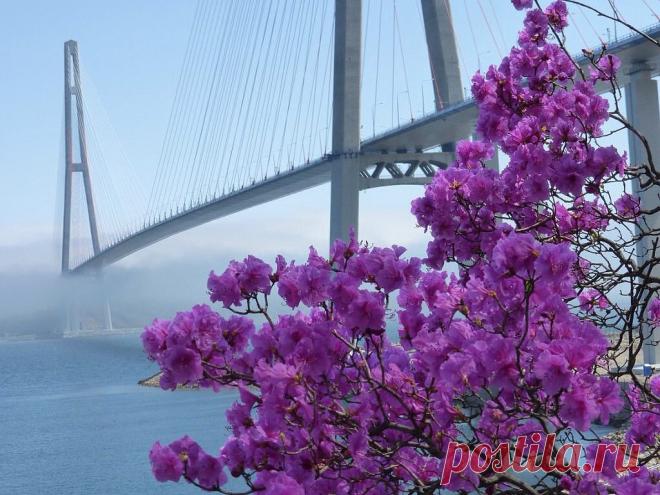 (26) Одноклассники