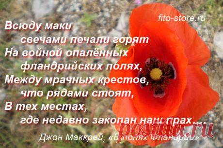Поверья, легенды и приметы о маке в культурах различных народов | Дачный участок