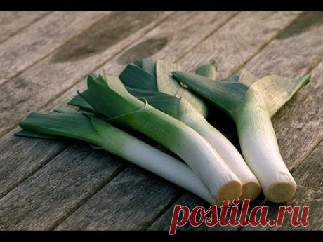 Лук-порей: выращивание из семян, рассады, сроки и правила