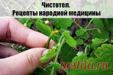 У чистотела есть одна очень интересная особенность. Он сразу отыскивает корень болезни. Если сок или порошок поместить на биологически активную точку, то наблюдается мгновенная трансформация, перенос его к источнику болезни.
У нас чистотел нередко называют русским женьшенем. Применять его можно в виде сока, отвара, настойки, экстракта. О целебных свойствах чистотела люди знают с древнейших времен. 
Для лечения глазных болезней нужно варить сок чистотела с медом в соотношен...