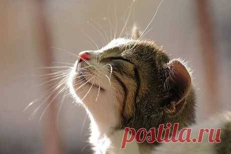 Учимся радоваться жизни у братьев наших меньших