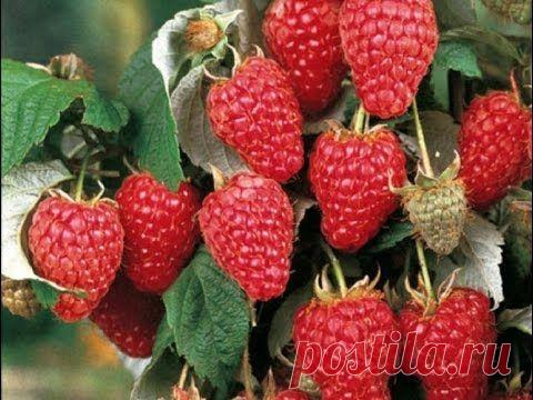 НАШАТЫРНЫЙ СПИРТ - СУПЕР СРЕДСТВО ДЛЯ УРОЖАЯ МАЛИНЫ!МАЛИНА ВЕСНОЙ! - YouTube