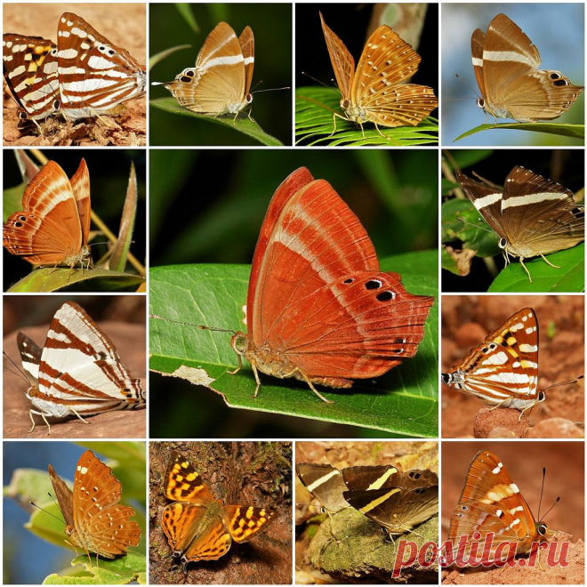The Family Riodinidae of Butterflies | Flickr - Photo Sharing!