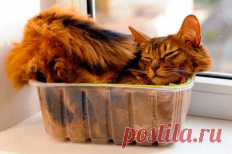 5 «кошачьих» советов для красоты и здоровья | Чтобы постичь секрет кошачьей привлекательности, берите пример с пушистых красавиц в деле естественного расслабления и уютного сна, а несколько упражнений из курса котойоги помогут обрести неиссякаемую бодрость духа! Искусство сна Вы обращали внимание на то, как спят кошки? Они отдаются процессу сна целиком — от усов до кончика хвоста. В этом кроется еще один секрет кошачьей гибкости! Ведь наше тело почти не расслабляется в теч...