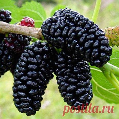 Семена, саженцы, луковицы, мицелий грибов, клубни картофеля почтой - интернет магазин Беккер