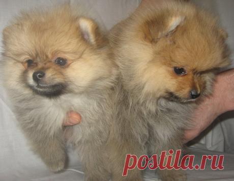 Малыши померанцы в продаже