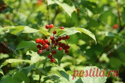 Ягоды и листья калины крупным планом Красные ягоды и зелёные листья калины крупным планом в солнечный летний день. Природный растительный фон.