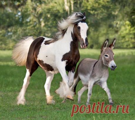 15 очаровательных карликовых осликов, в которых невозможно не влюбитьс