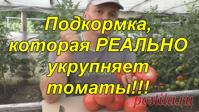 Подкормка томатов, которая укрупняет плоды: реально работает!