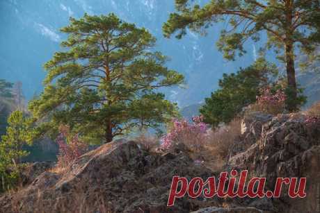 Теплый весенний вечер в Горном Алтае. Автор фото – Светлана Казина: nat-geo.ru/photo/user/30896/