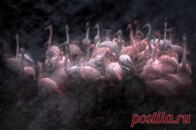 Победители фотоконкурса «Золотая черепаха»