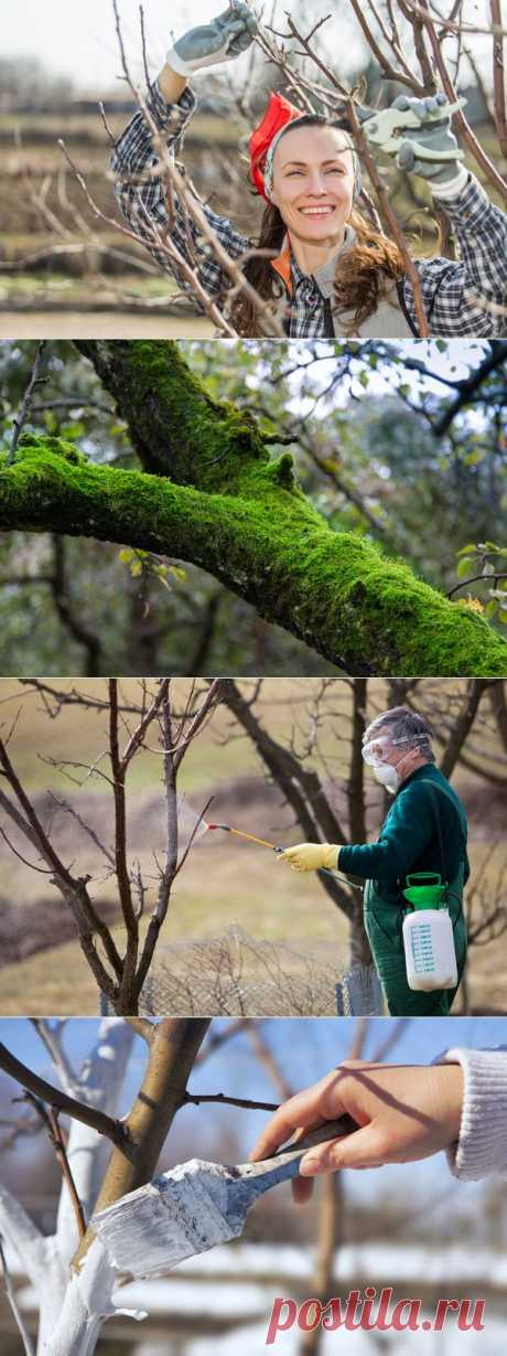 Подготовка яблони к зиме — 6 соток