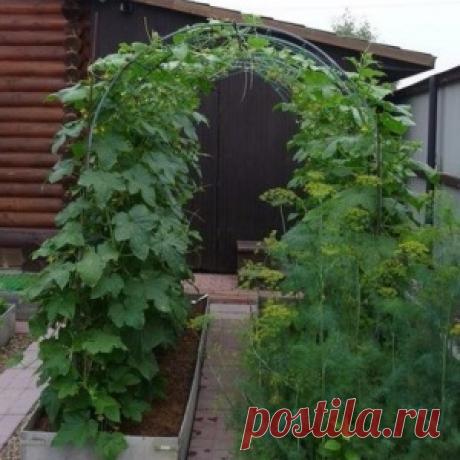 Выращивание огурцов на арке - МирТесен