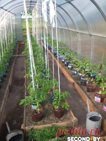 Отличная идея для теплицы – Дачные дела