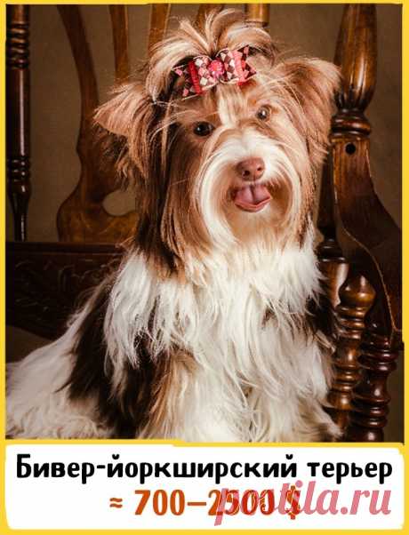 19 великолепных собак, которые стоят целое состояние