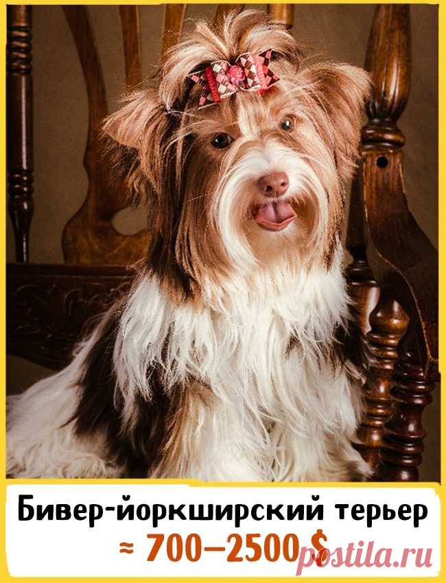 19 великолепных собак, которые стоят целое состояние