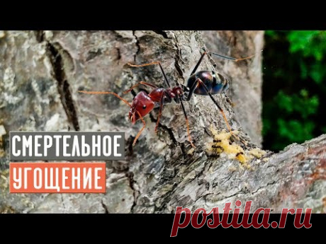 Мощное средство против муравьев 100% результат/ Садовый гид