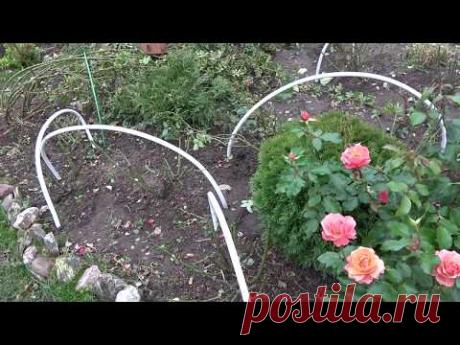 Новый опыт укрытия роз. Век живи, век учись! - YouTube