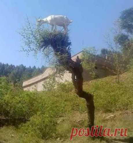 Аисты бывают разные...ツ
