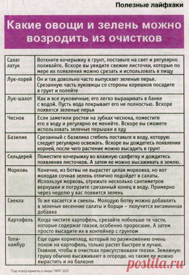 Какие овощи можно возродить из очистков