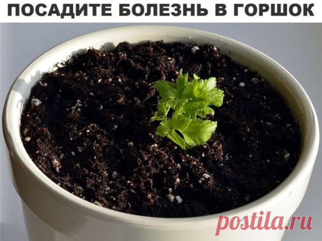 Посадите болезнь в горшок - Важное