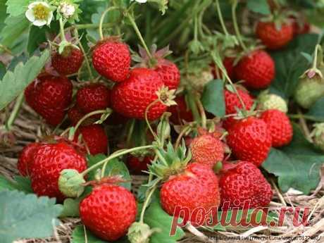 Диета для клубники