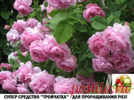 Одноклассники