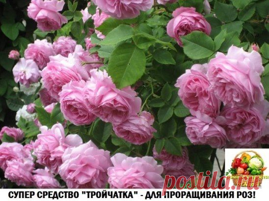 Одноклассники
